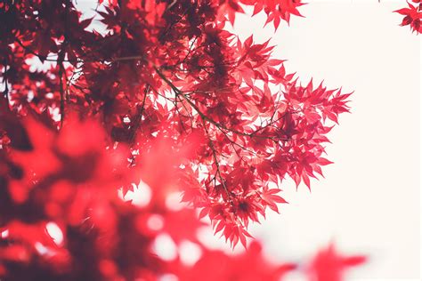 The Best Red Maple Tree Wallpaper Ideas