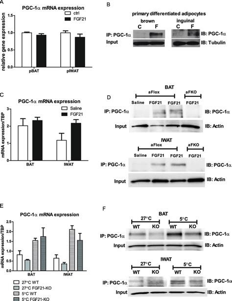 Fgf Regulates Pgc A Protein Content Of Adipocytes In Vitro And In