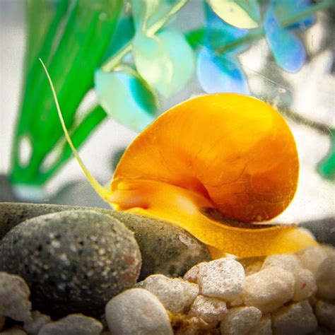 Freshwater Aquarium Snails - PetHelpful