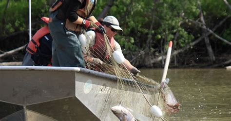 Yukon River Fall Chum And Coho Salmon Have Returned In Higher Numbers