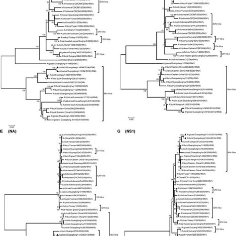 Phylogenetic Analysis Of Hemagglutinin Ha The Trees Were Constructed Download Scientific