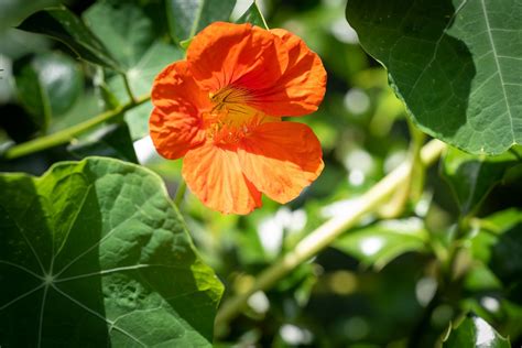 Flower Orange Bloom Free Photo On Pixabay Pixabay