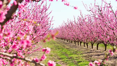 Alpine UT Cherry Hill Farms