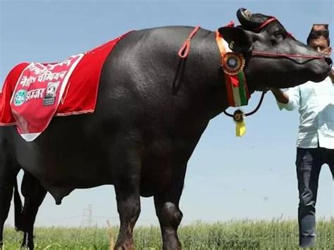 印度人既不吃豬肉也不吃牛肉，那他們吃什麼肉呢？漲知識了！ 每日頭條