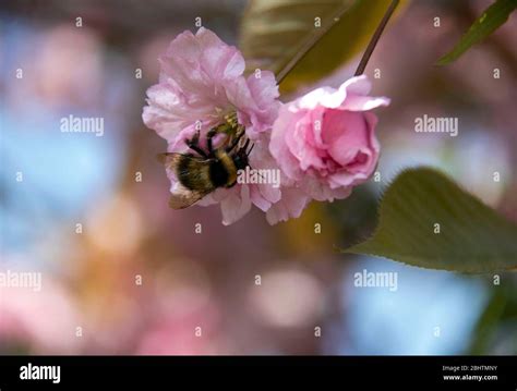 Cerisier Kanzan En Fleurs Banque De Photographies Et Dimages Haute