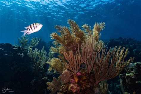 Scuba Diving In Roatan Honduras The Best Of The Bay Islands
