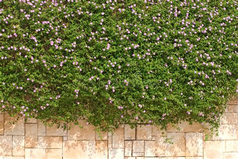 Verbene Hybrida Blume Nach Der Wand Stockbild Bild Von Nave Betrieb