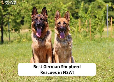 4 Best German Shepherd Rescues In NSW