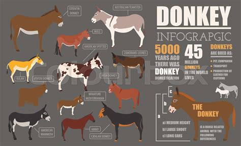 Donkey breeds infographic template. Animal farming. Flat design | Stock vector | Colourbox