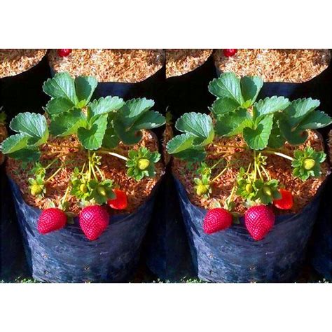 Jual Tanaman Bibit Buah Strawberry Stroberi California Sudah Berbuah