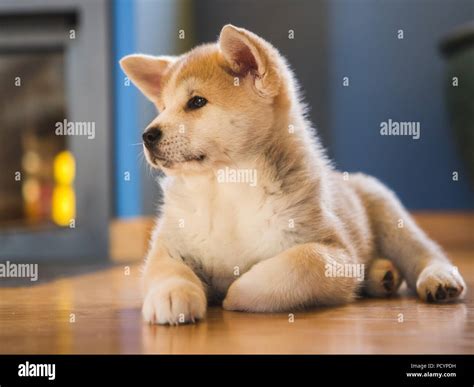 Perro Akita Blanco Fotograf As E Im Genes De Alta Resoluci N Alamy