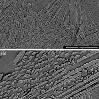 Sem Micrographs Of The Glassceramic Samples A Gcni And B Gcni