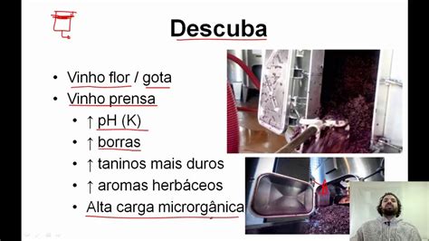 Vinificação em tinto Parte 4 Processamento pós fermentação alcoólica