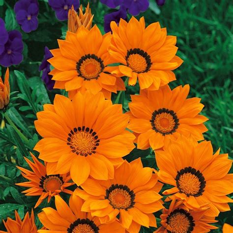 Gazania Gazania Rigens Kiss Orange Garden Org