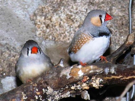 Hint B Lb L Zebra Ispinozu Zebra Finch Steppe Reference Images