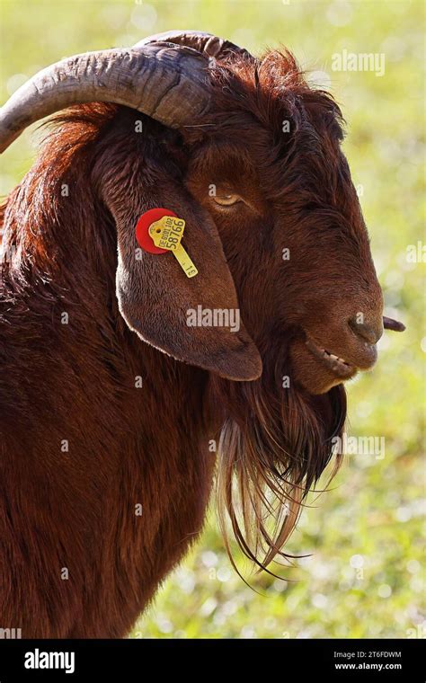 Domestic Goat Capra Hircus Male Hi Res Stock Photography And Images Alamy