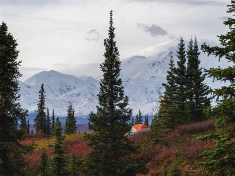 The Ultimate Guide To Denali National Park Travel The Food For The Soul