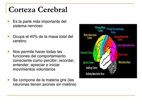 El Cerebro Y El Proceso De Aprender Ppt