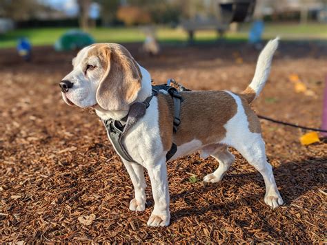 Zen The Beagle Proud At The Park Rbeagle