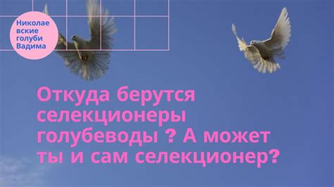 Откуда берутся селекционеры голубеводы ? А может ты и сам селекционер ...