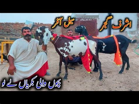 Pregnant Goats Looking For New Home Ashraf Gujjar Goat Farm Youtube