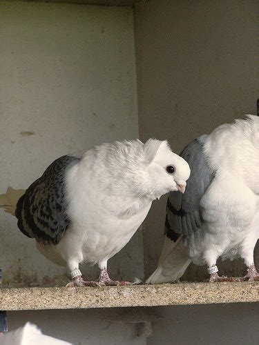 Old German Owl Pigeon Pictures Encyclopedia Of Pigeon Breeds