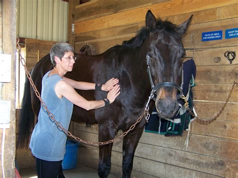 Equine Massage Therapy Sky And The Animals