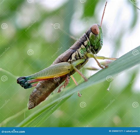 Grasshopper Portrait On Leaves Stock Image Image Of Green Grasshopper 258007271