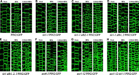 Figure 2 From The E 3 Ubiquitin Ligase SCFTIR 1 AFB And Membrane