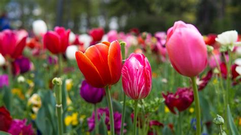 Tulips Flowers Garden Free Photo On Pixabay Pixabay