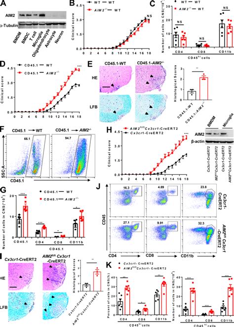 AIM2 Deletion In Microglia Promotes The Development Of EAE A