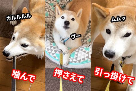 我が家の柴犬図鑑 柴犬の問題行動、本気噛み、しつけについてのブログです。