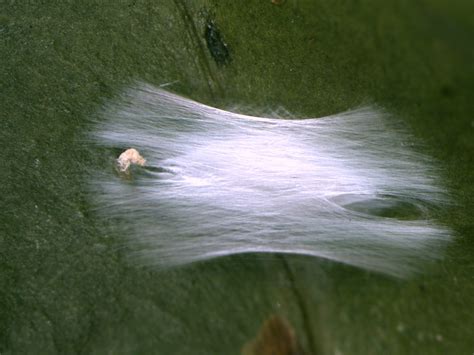 Manejo Ecol Gico Do Bicho Mineiro No Caf Revista Cultivar