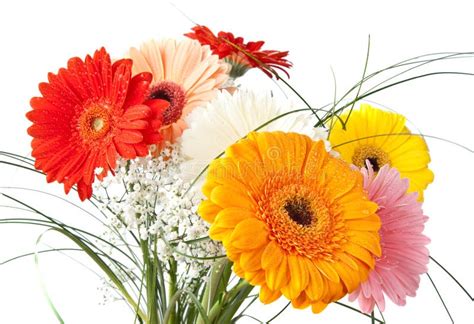 Gerbera daisy bouquet stock image. Image of flower, gentle - 18250771