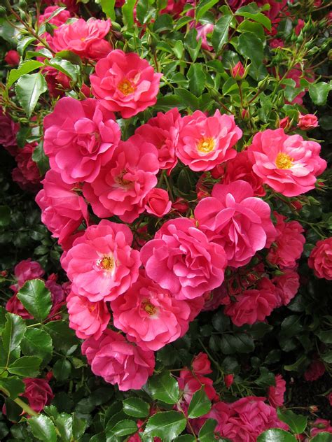 Ground Cover Roses Care - ground cover and shrubs