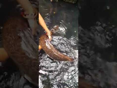 Ikan Masapi Sidat Di Kolam Alam Tilangga YouTube