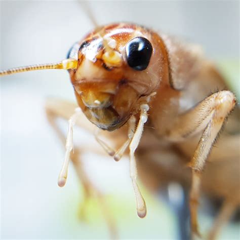 Gryllus assimilis (Jamaican field cricket) :: insektarij.com