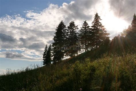 Summer Landscape Hillside Covered With Grass Row Fir Trees An Stock Image Image Of