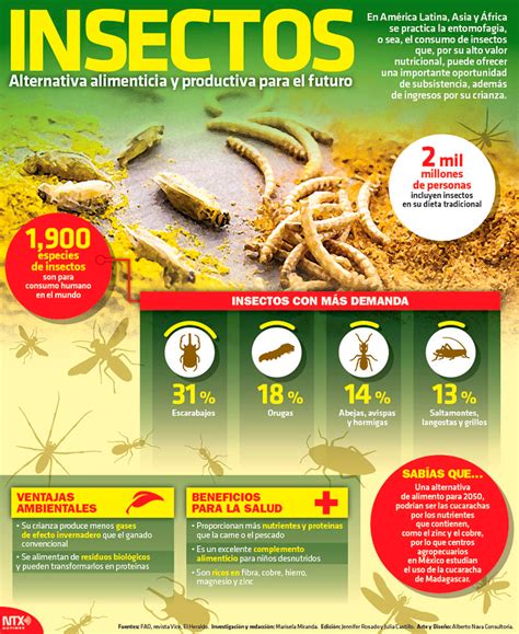 Hoy Tamaulipas Infografía Insectos Alternativa Alimenticia Y