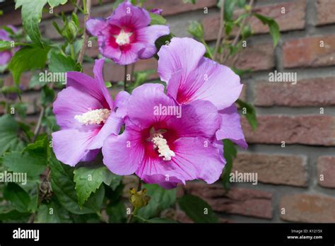 Some Pink Flowers Hibiscus Syriacus Stock Photo Alamy