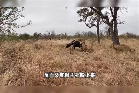 落单野牛惨遭狮子围攻，野牛群及时赶来支援，狮子直接被撞飞！