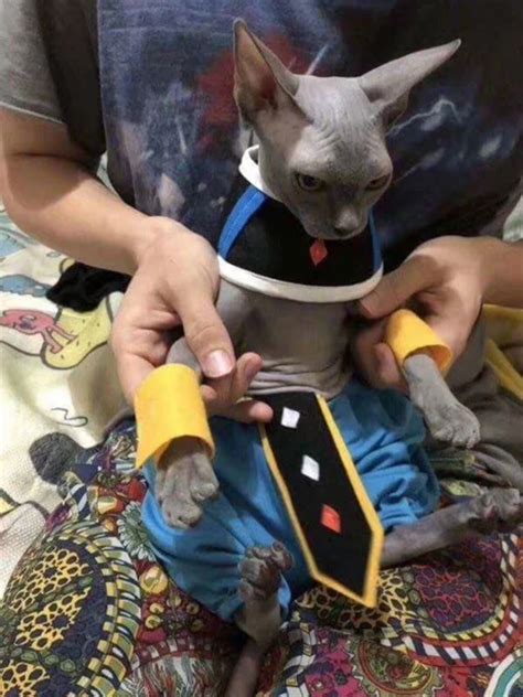 Beerus In Real Life Dragon Ball Know Your Meme