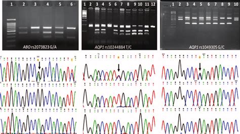 Genotyping Results Left Abo Rs Tetra Primer Arms And