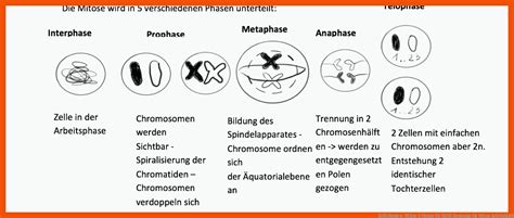 Mitose Arbeitsblatt Biologie Arbeitsbl Tter