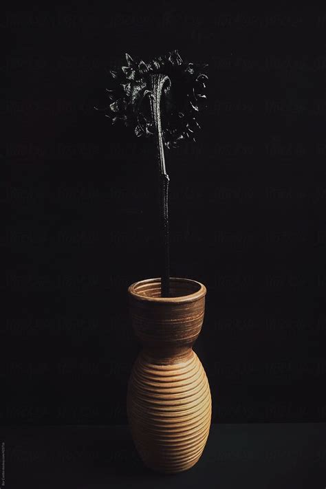 Black Sunflower In Brown Vase By Stocksy Contributor Bor Cvetko