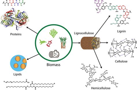 Biomass As A Source Of Lipids Proteins And Lignocellulose Cellulose