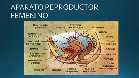 Solution Anatomia Y Fisiolog A De La Reproducci N Studypool