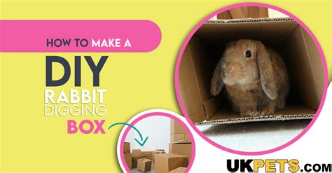 Diy Rabbit Digging Box Ideas Uk Pets