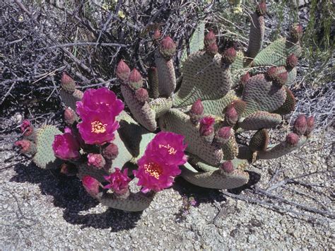 Beavertail Cactus Opuntia Basilaris Basilaris Flowering Plant Opuntia