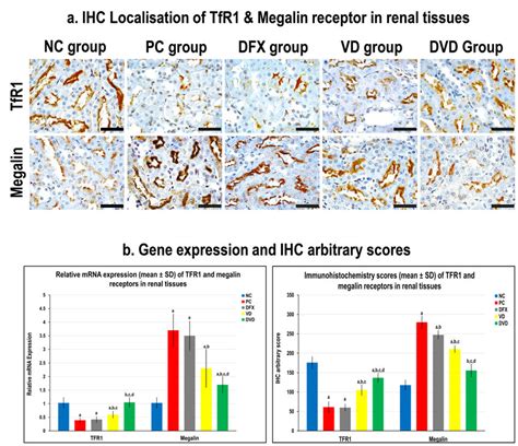 A Immunohistochemistry Ihc Localization Of Transferrin Receptor 1